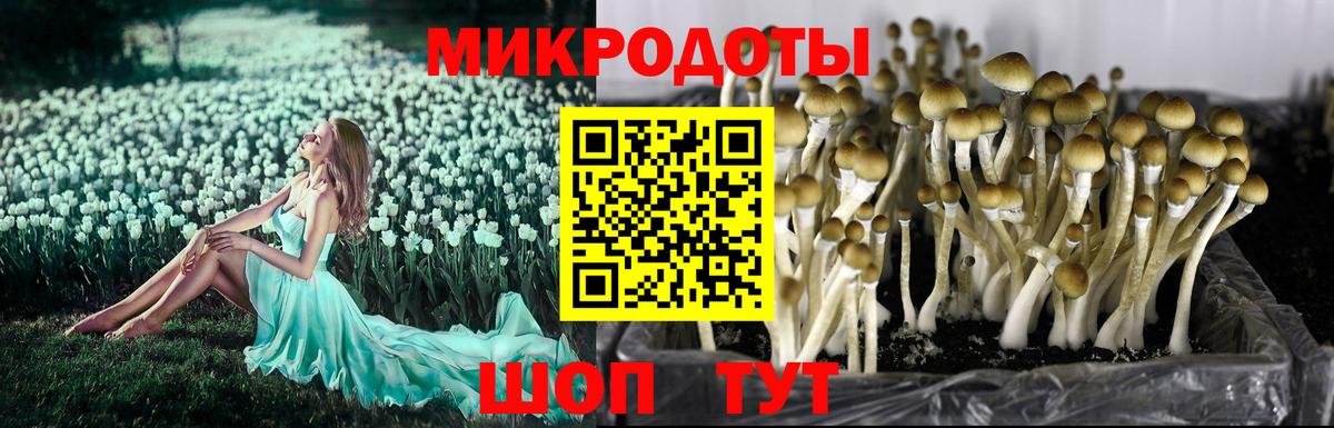 наркошоп  Асино  Псилоцибиновые грибы MAGIC MUSHROOMS 